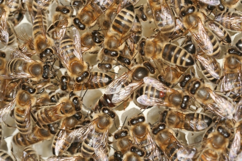 Bienenknigin mit Hofstaat und Varroamilbe